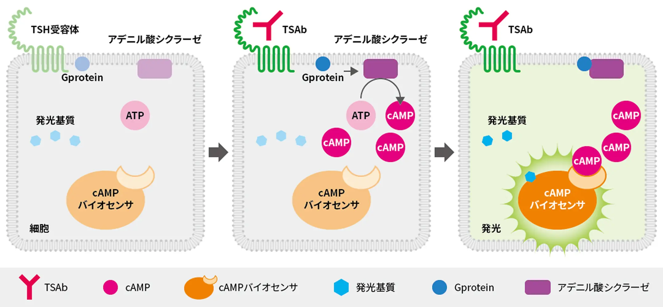 TSH受容体を発現した細胞を用いたバイオアッセイの模式図。TSAbがTSH受容体に結合するとGタンパク質が活性化し、アデニル酸シクラーゼがATPからcAMPを産生する。増加したcAMPがcAMPバイオセンサに検出され、発光基質の反応により発光が生じる流れを3段階で示す。