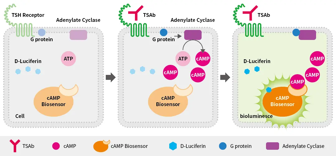 Schematic diagram of a bioassay using cells expressing the TSH receptor. When TSAb binds to the TSH receptor, the G protein is activated, and adenylate cyclase produces cAMP from ATP. The increased cAMP is detected by a cAMP biosensor, and a luminescent reaction of the substrate generates light. This process is shown in three steps.